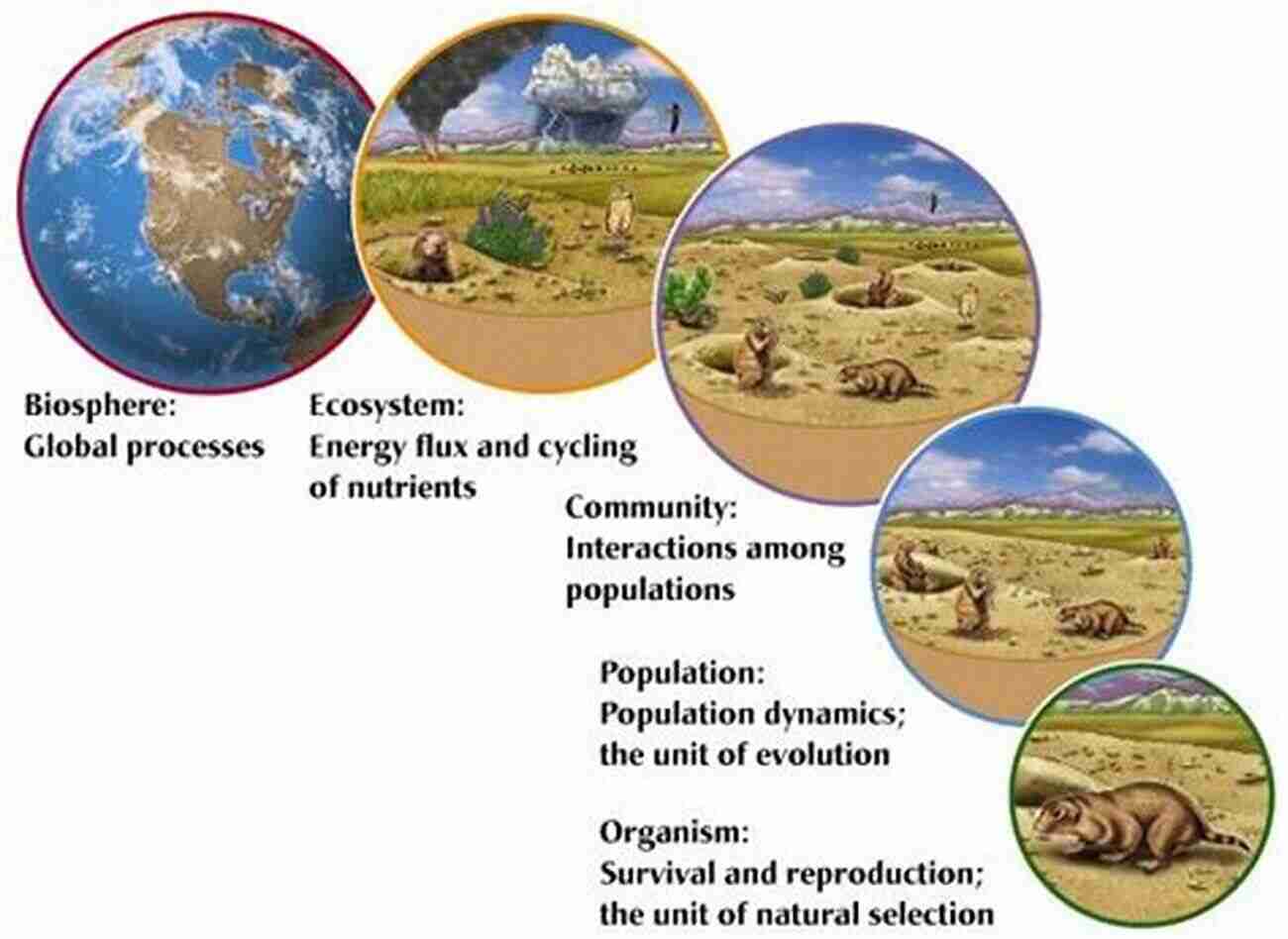 Exploring The Extraordinary Ecosystems Of Earth's Primeval Eras: Witness The Astonishing Diversity The Past Condition Of Organic Nature