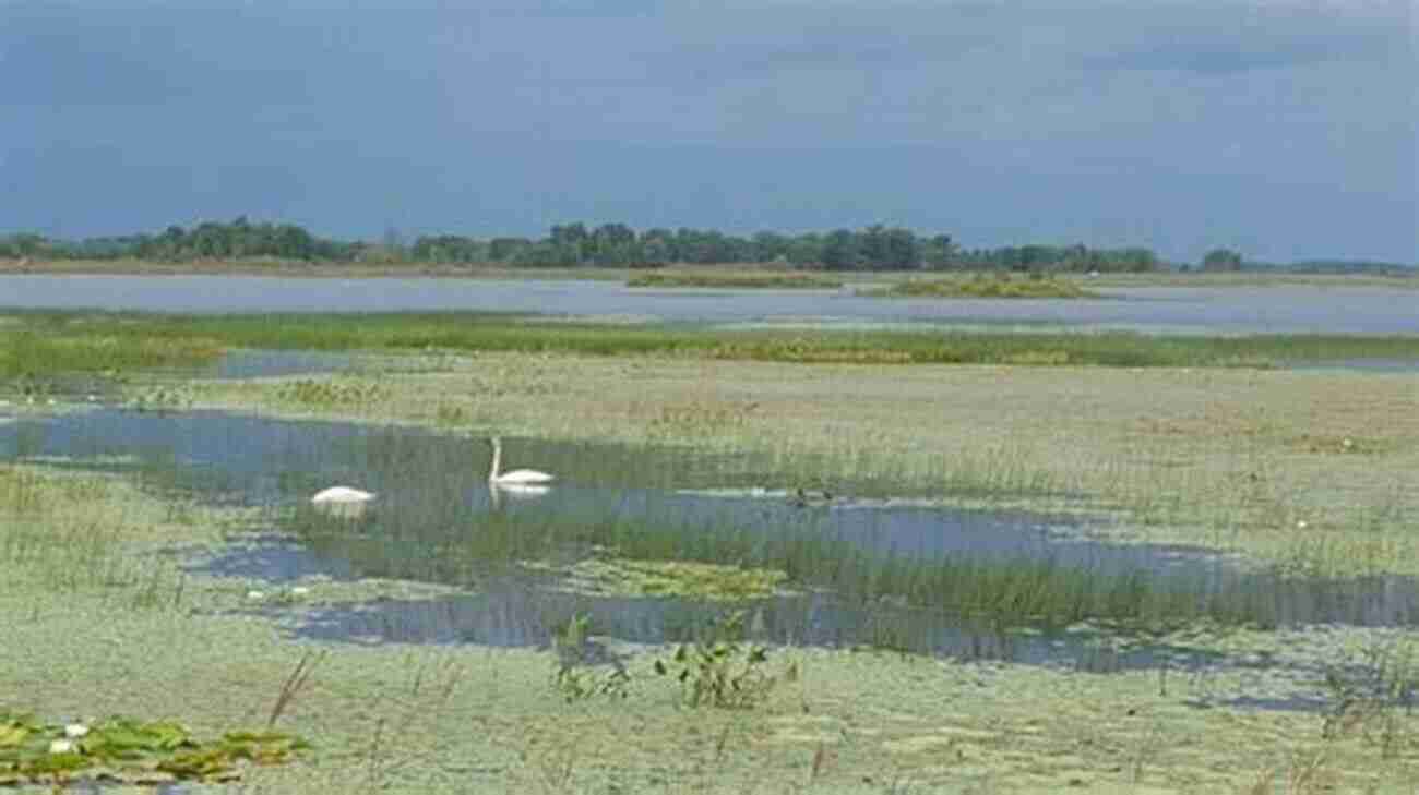 Exploring The Breathtaking Beauty Of Crex Meadows Wildlife Area Hittin The Trail: Day Hiking Crex Meadows Wildlife Area (Hittin The Trail Wisconsin)