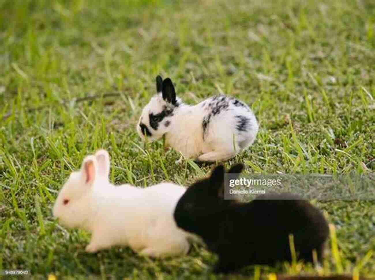 Fluffy Baby Bunnies Hopping In A Grassy Field Baby Animals Coloring Mother S Day Special: Best Gift For Happy Mother S Day For Your Kids