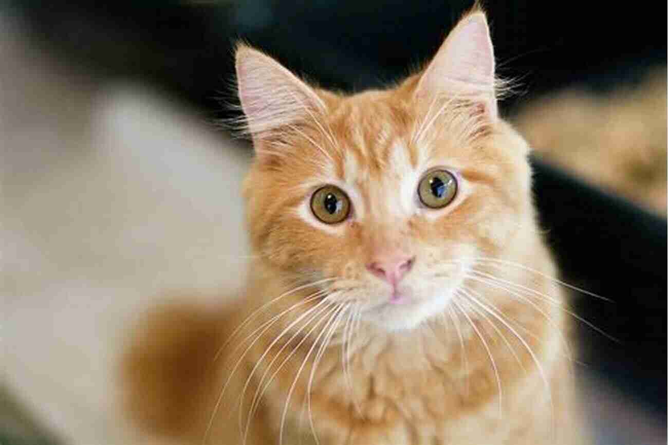 Fluffy Orange Cat Posing For The Camera Connect With Animals: Stop The Fur From Flying And Have A Rewarding Relationship