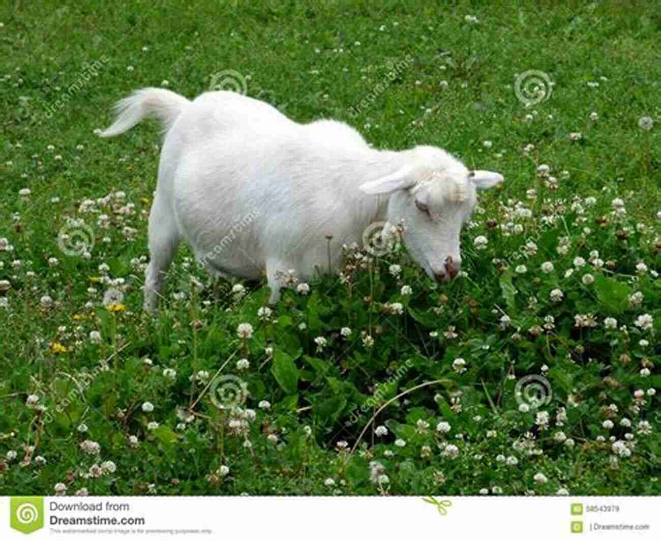 Goat Enjoying A Nutritious Meal Of Clover How To Garden For Goats: Gardening Foraging Small Scale Grain And Hay More (The Little Of Homestead How Tos From 5 Acres A Dream 6)