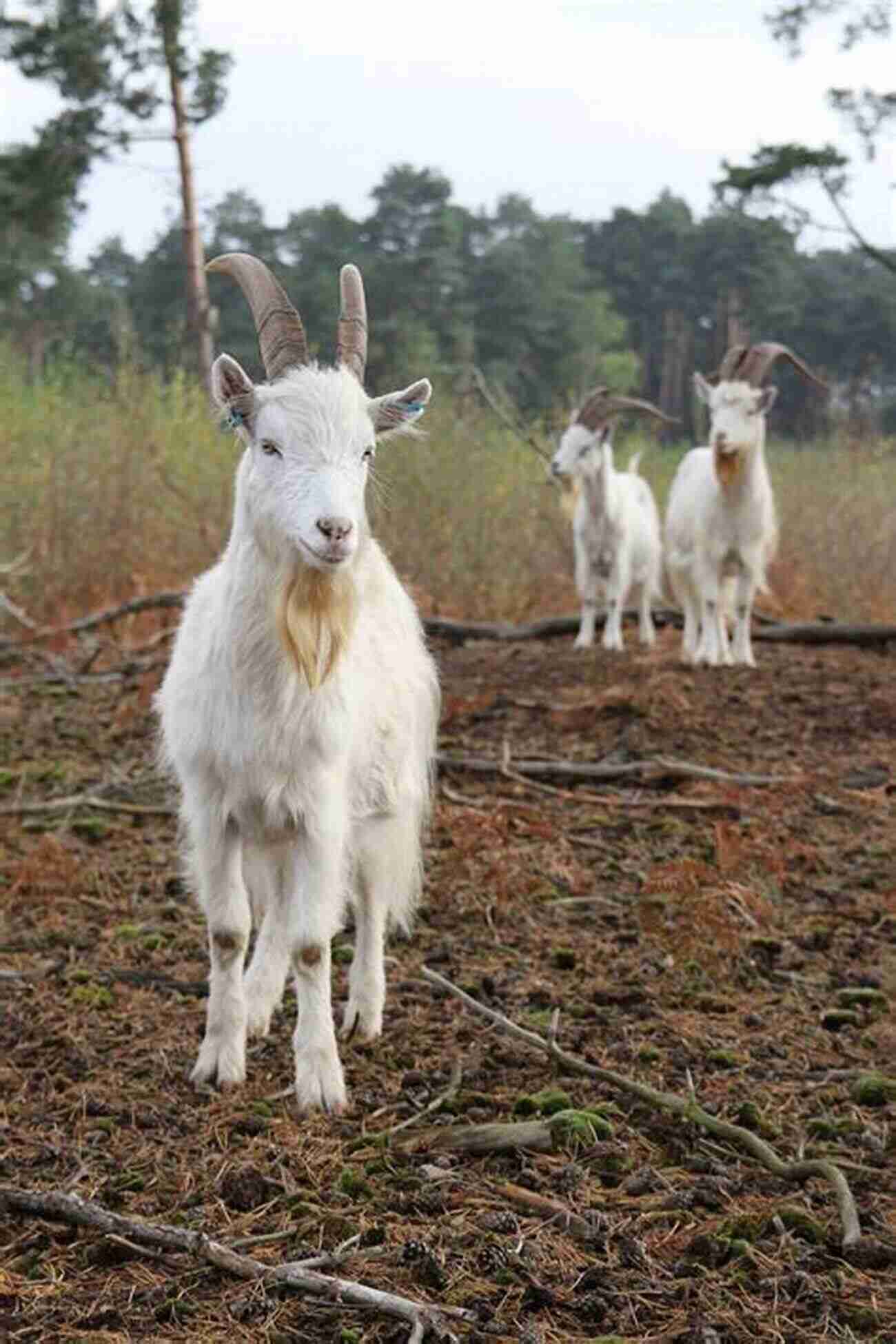 Goats Grazing In A Beautifully Maintained Garden How To Garden For Goats: Gardening Foraging Small Scale Grain And Hay More (The Little Of Homestead How Tos From 5 Acres A Dream 6)