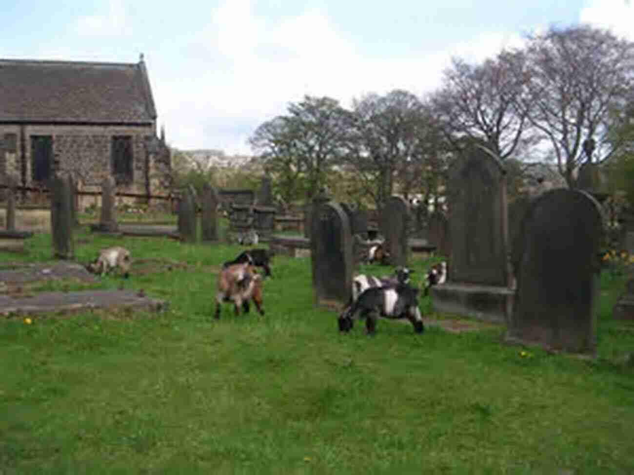 Goats Safely Grazing Within A Sturdy Enclosure How To Garden For Goats: Gardening Foraging Small Scale Grain And Hay More (The Little Of Homestead How Tos From 5 Acres A Dream 6)