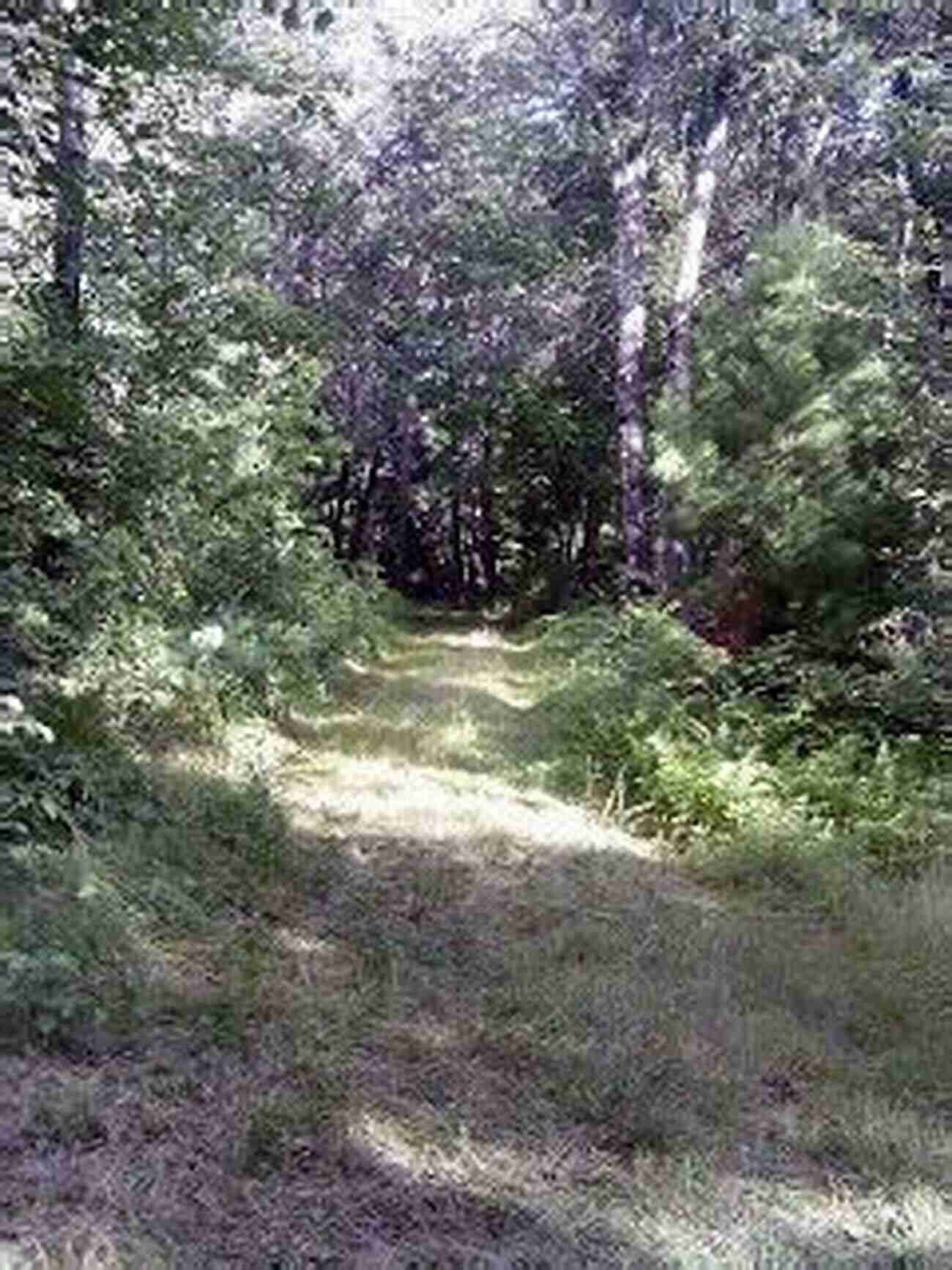 Hiking Through The Pine Forest In Crex Meadows Hittin The Trail: Day Hiking Crex Meadows Wildlife Area (Hittin The Trail Wisconsin)