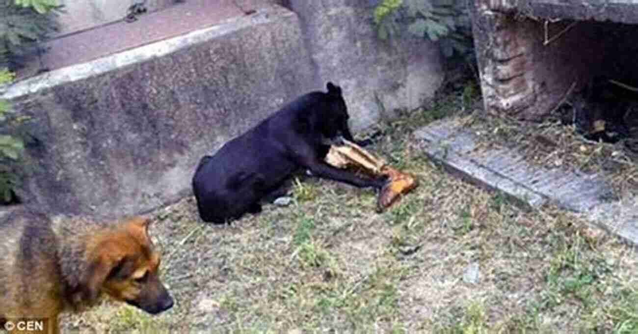 Horrifying Image Of Dogs Feeding On Human Remains In An Abandoned City The Dogs Are Eating Them Now: Our War In Afghanistan