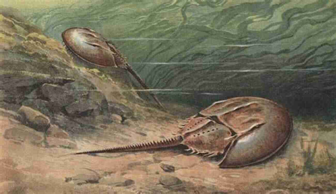 Horseshoe Crab Closeup Horseshoe Crabs And Velvet Worms: The Story Of The Animals And Plants That Time Has Left Behind