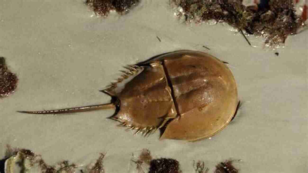 Horseshoe Crabs Horseshoe Crabs And Velvet Worms: The Story Of The Animals And Plants That Time Has Left Behind