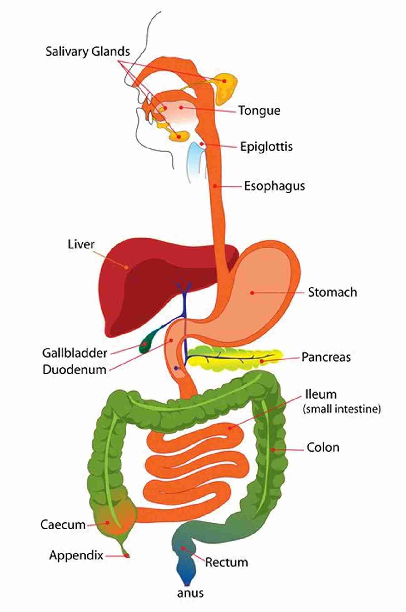 Illustration Of Children Reading A Colorful Storybook About Gastrointestinal Anatomy Ralphie And Rosie Are Swallowed Alive : A Gastrointestinal Anatomy Storybook