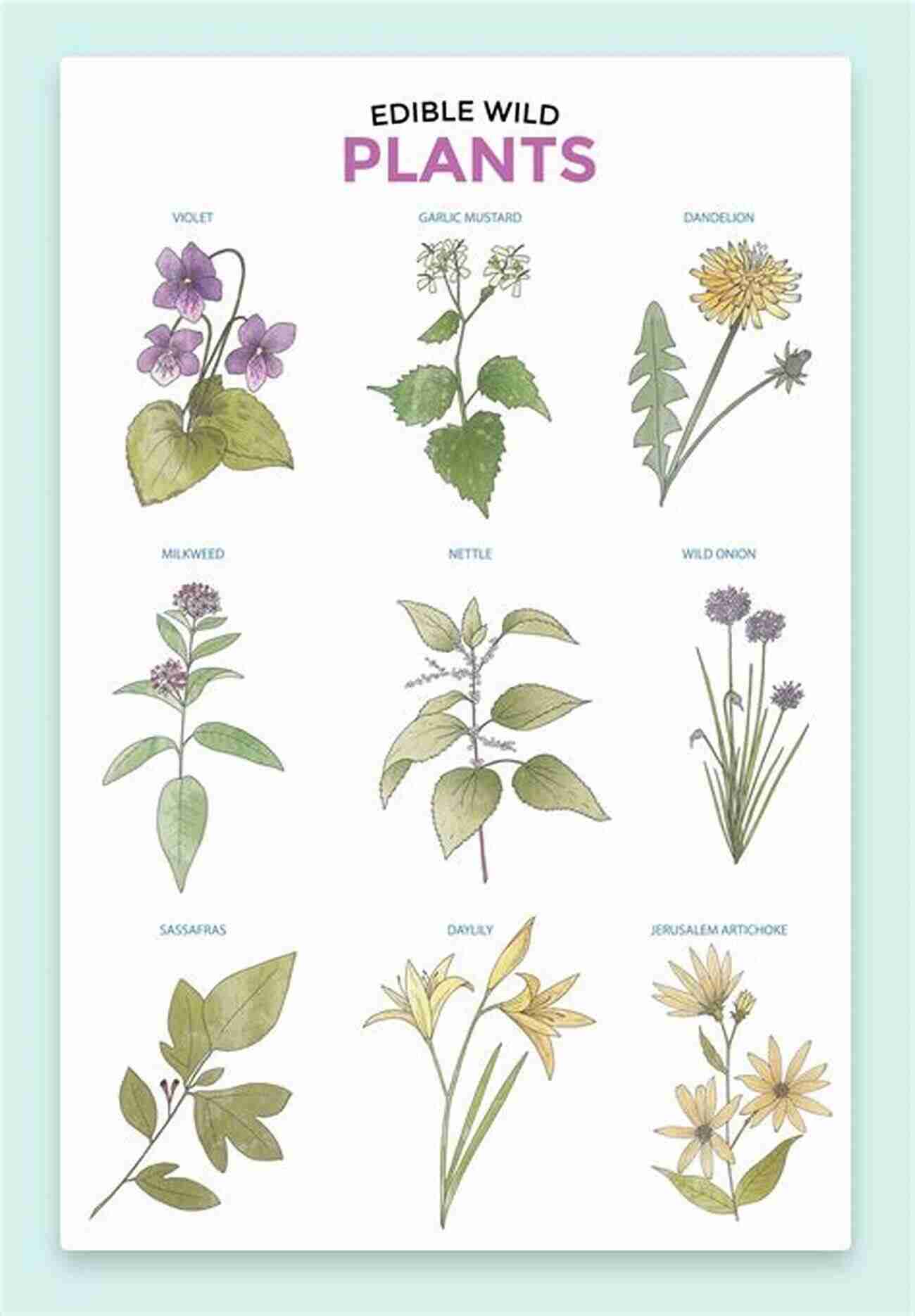 Illustration Of Various Edible Plants FORAGING: THE BEGINNERS PREPAREDNESS GUIDE TO GROWING SOURCING EDIBLE PLANTS AND USING PLANTS FOR MEDICINAL REMEDIES