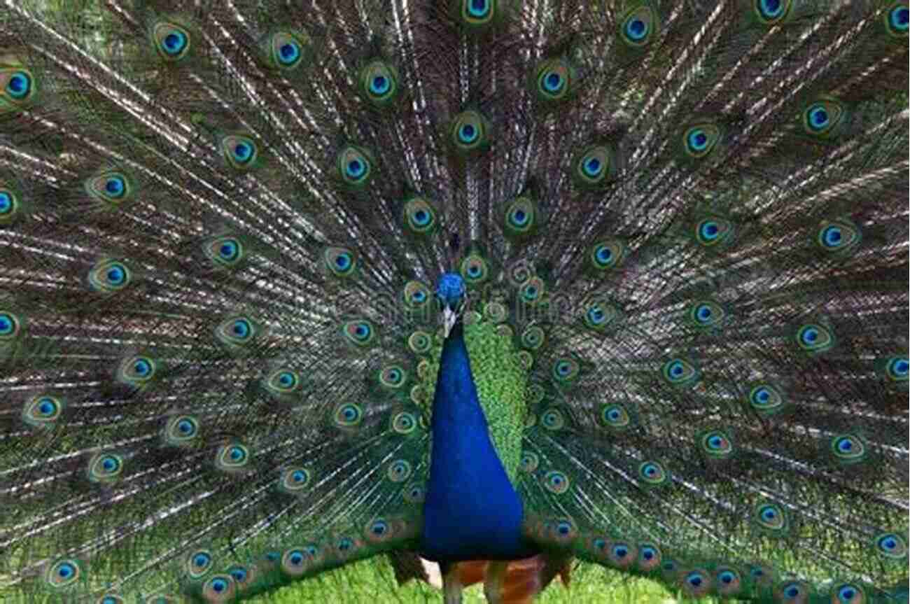 Image: Beautiful Peacock Displaying Its Colorful Feathers How Rudy The Rooster Got His Voice