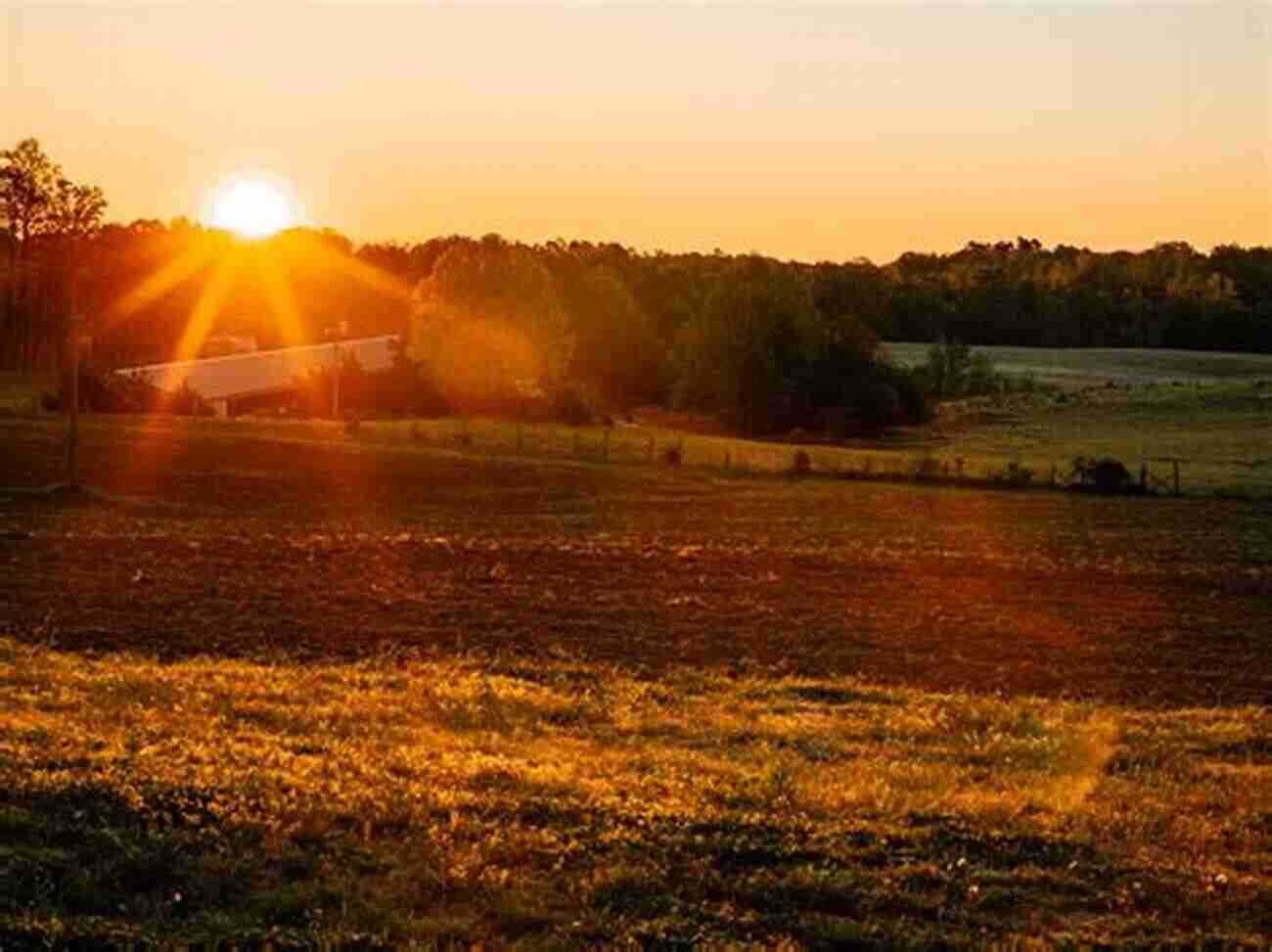 Image: Morning Sun Rising Over The Farm How Rudy The Rooster Got His Voice