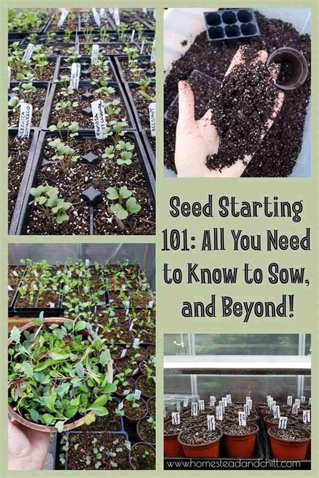 Image Of A Beginner Gardener Planting Seeds FORAGING: THE BEGINNERS PREPAREDNESS GUIDE TO GROWING SOURCING EDIBLE PLANTS AND USING PLANTS FOR MEDICINAL REMEDIES