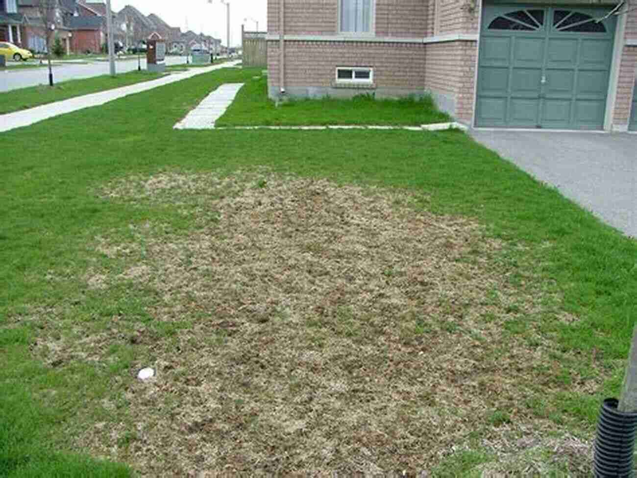 Image Of A Grub Damaging Turfgrass Pest Management Of Turfgrass For Sport And Recreation