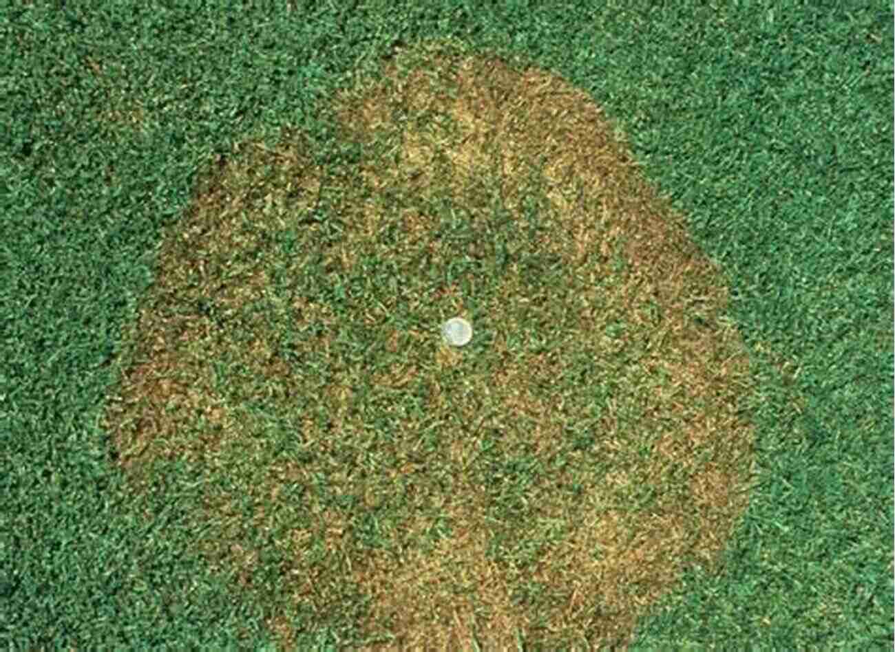 Image Of Brown Patch Disease On Turfgrass Pest Management Of Turfgrass For Sport And Recreation