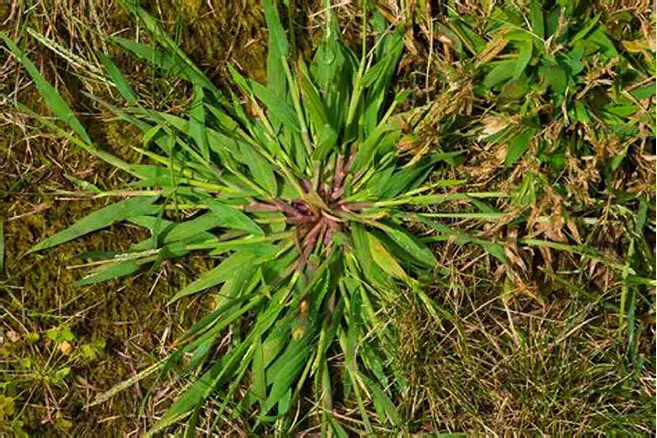 Image Of Crabgrass Invading Turfgrass Pest Management Of Turfgrass For Sport And Recreation