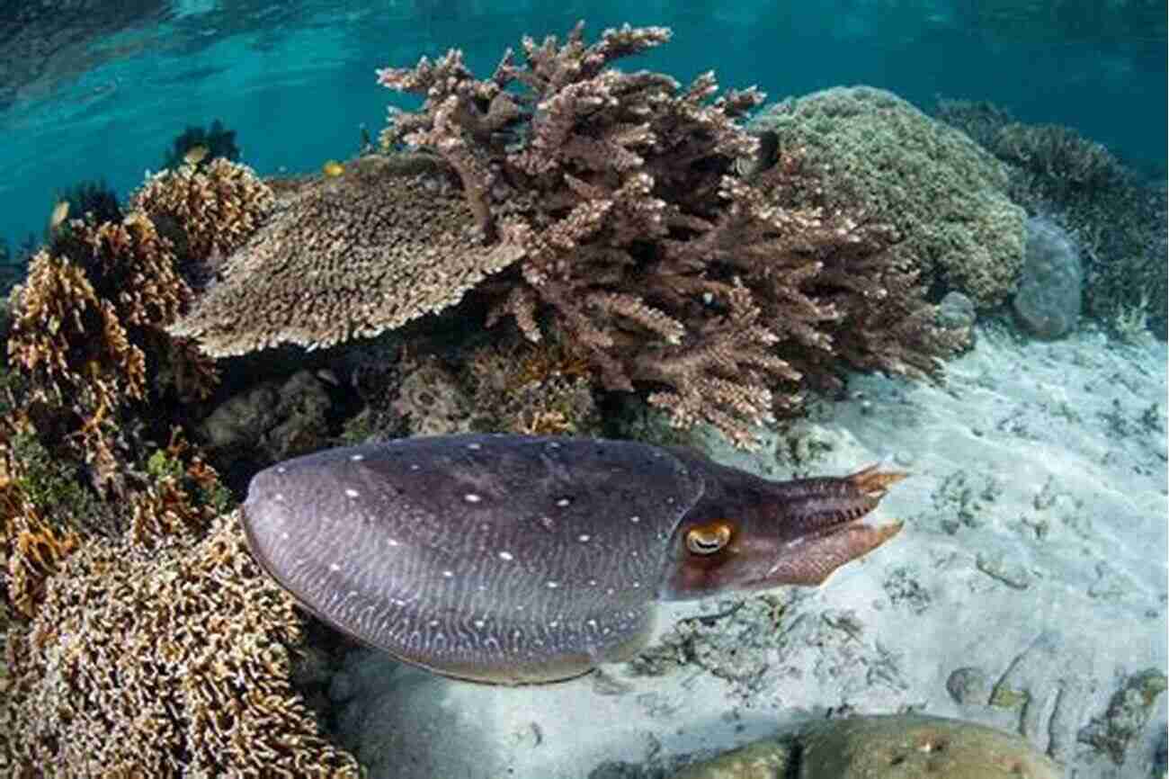 Incredible Cuttlefish Changing Colors To Camouflage Itself SHARKS: Fun Facts And Amazing Photos Of Animals In Nature (Amazing Animal Kingdom 1)