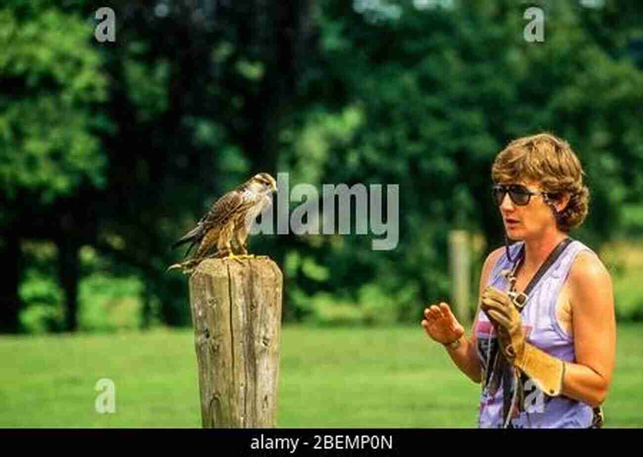 Jemima Parry Jones Working With A Beautiful Falcon Falconry Jemima Parry Jones