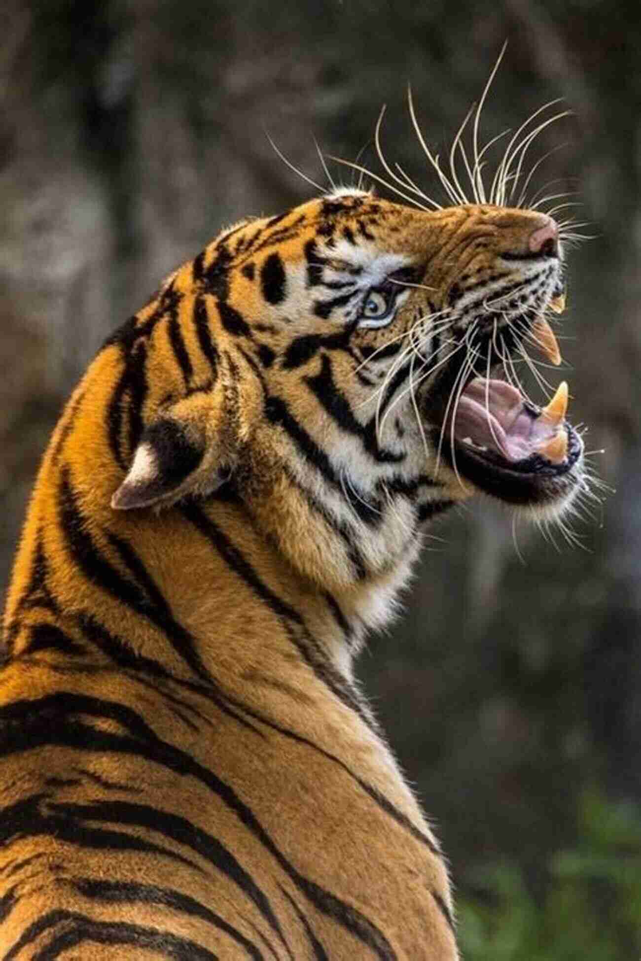 Kelly Lambert, A Passionate Wildlife Explorer And Educator, Posing With A Magnificent Tiger In The Wild. Super Cool Wildlife Volume 2 Kelly Lambert