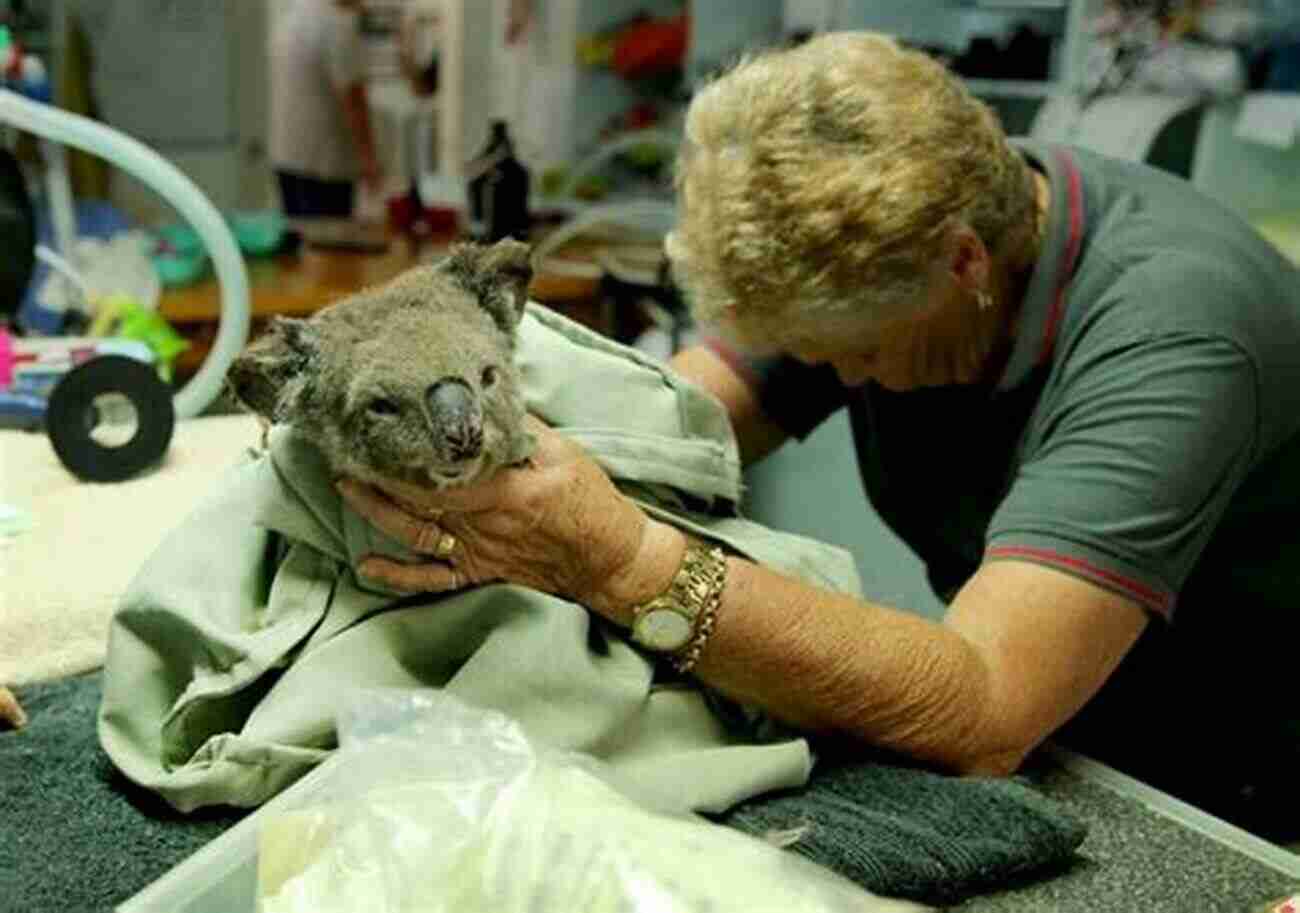 Koala At Port Macquarie Koala Hospital The Highway One Travel Companion 3: Sydney To Port Macquarie