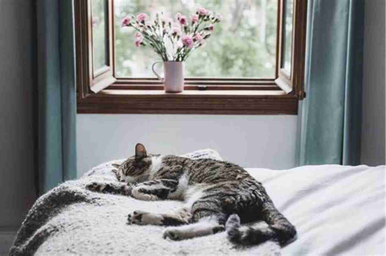 Long Description: A Content Cat Sleeping In A Cozy Bed, Highlighting The Importance Of A Stress Free Environment For Optimal Emotional Health. Natural Nutrition For Cats: The Path To Purr Fect Health