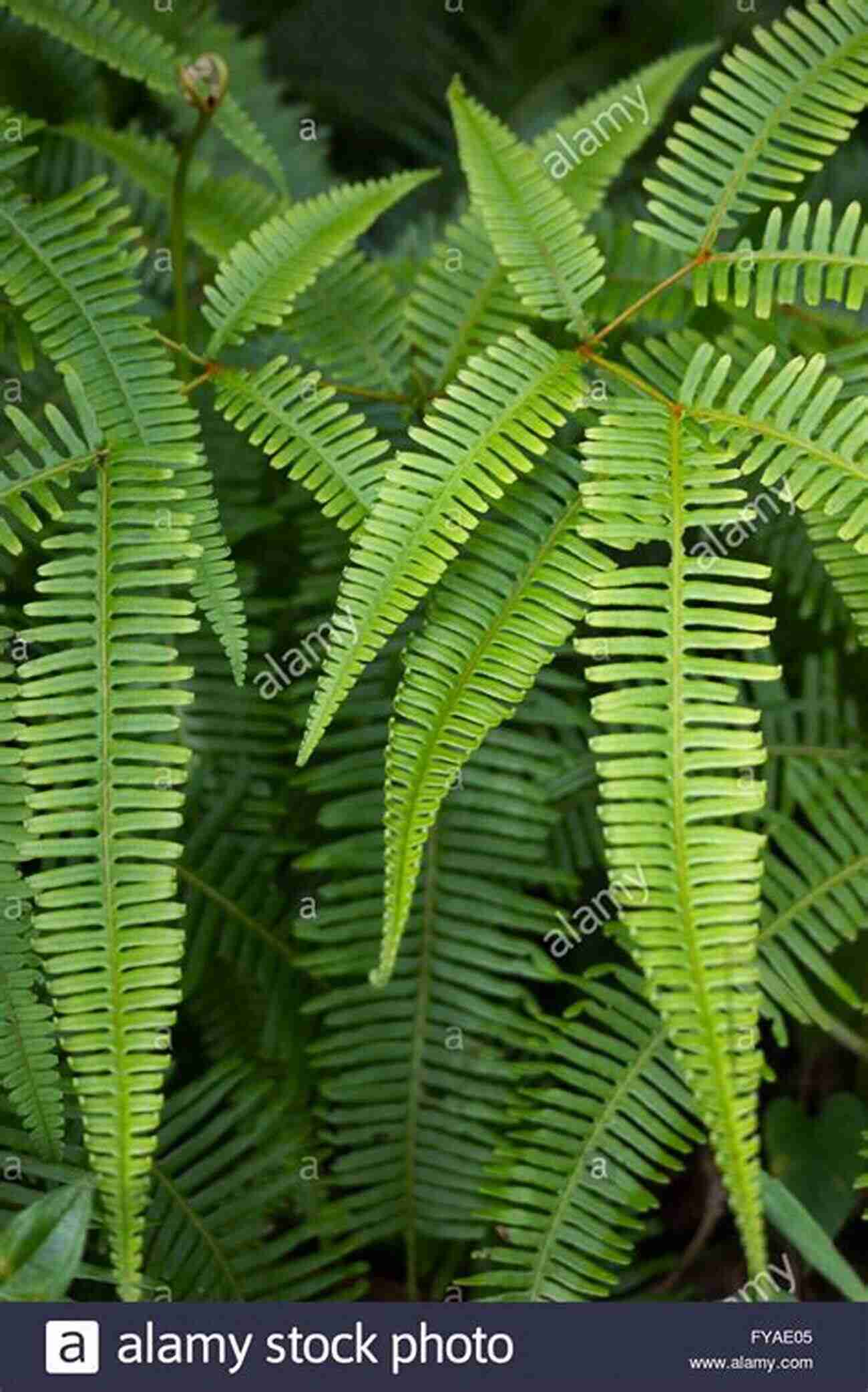 Lush Green Fern Thriving In A Natural Habitat Working With Ferns: Issues And Applications