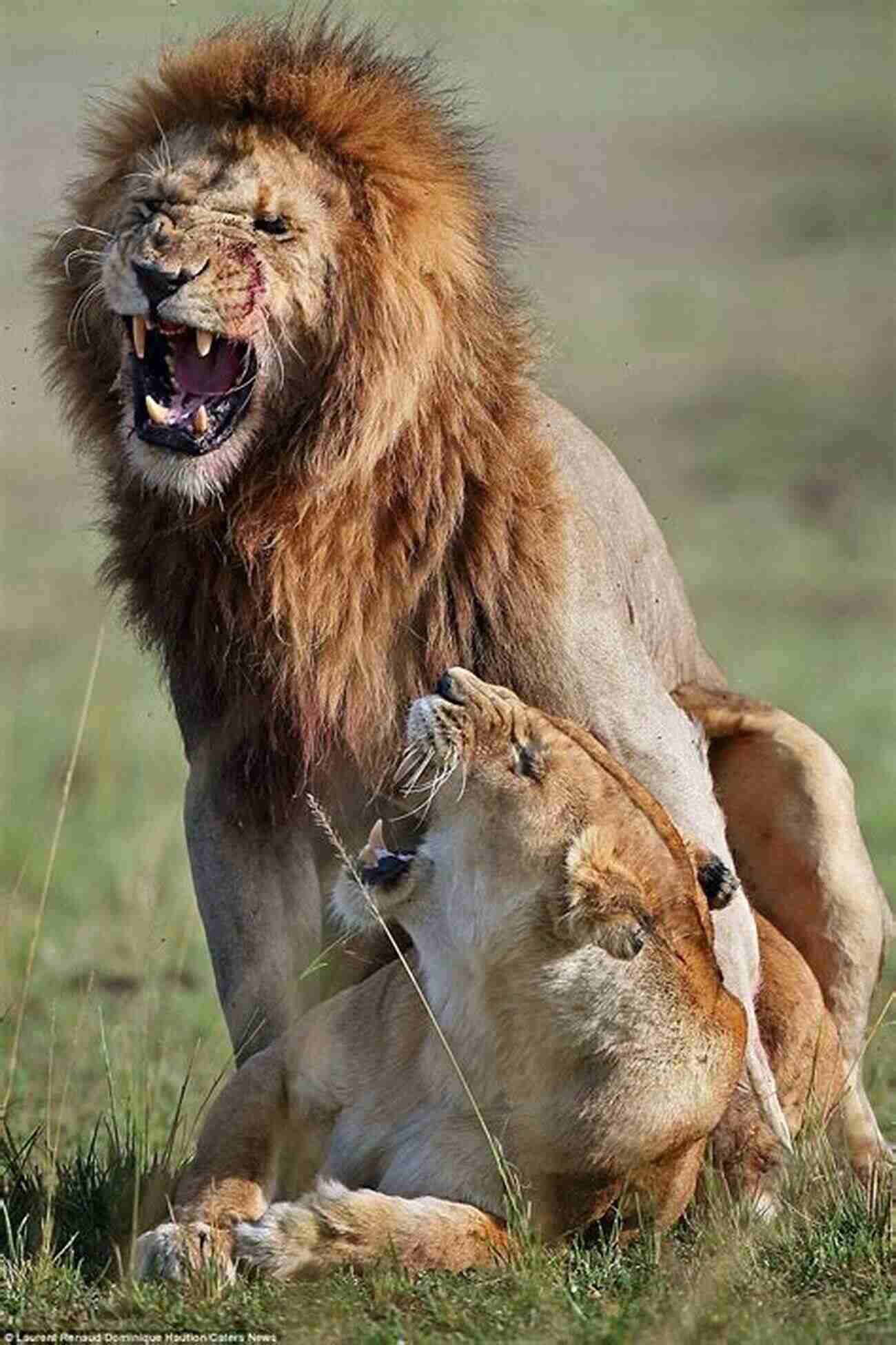 Majestic African Lion Showcasing Its Dominance SHARKS: Fun Facts And Amazing Photos Of Animals In Nature (Amazing Animal Kingdom 1)