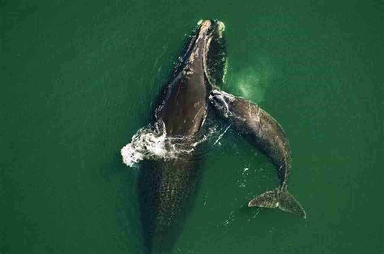 Majestic North Atlantic Right Whale Swimming Gracefully Waltzes With Giants: The Twilight Journey Of The North Atlantic Right Whale