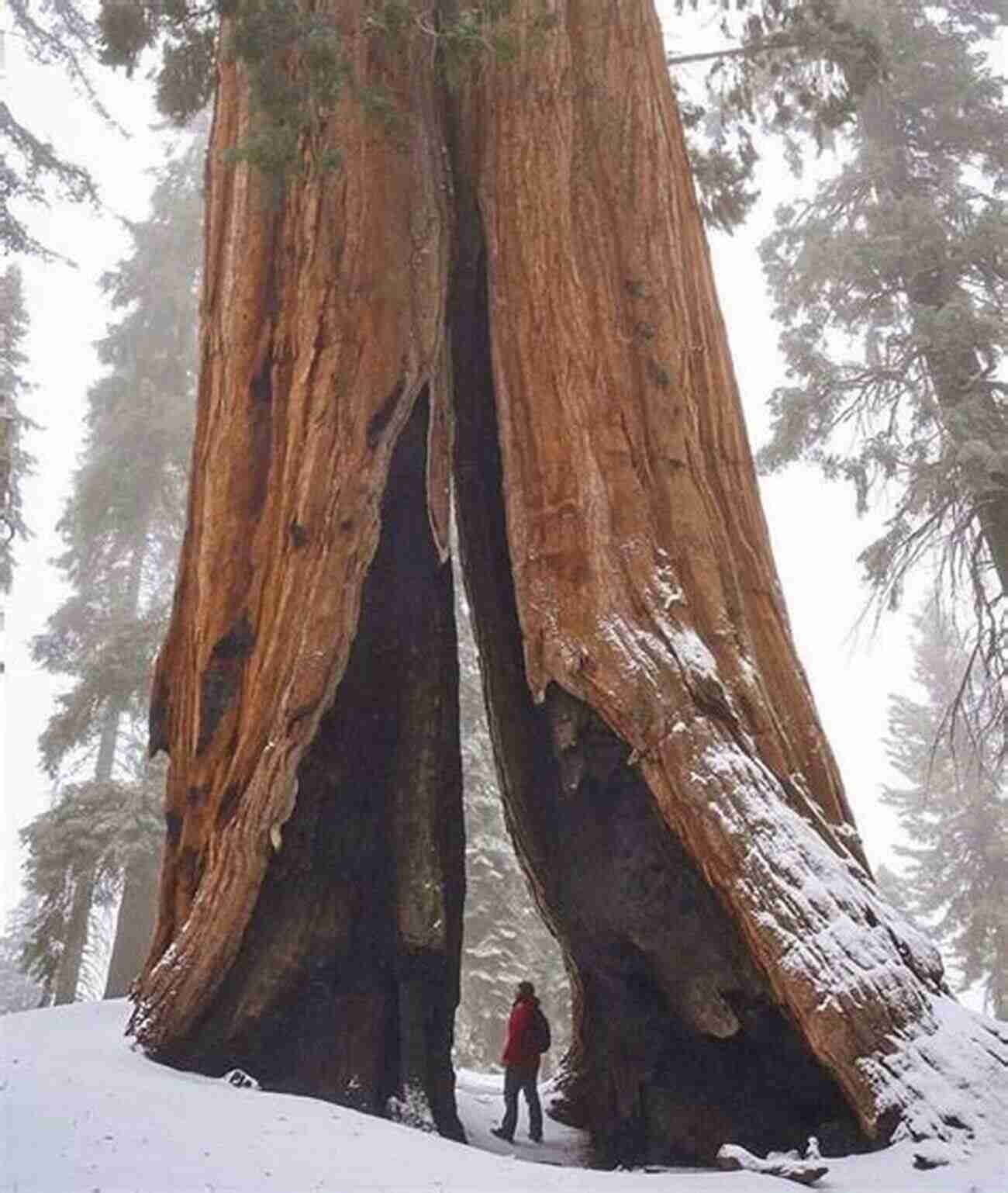 Majestic Sequoia Trees In Sequoia National Park What To Do In Yosemite Sequoia And Kings Canyon