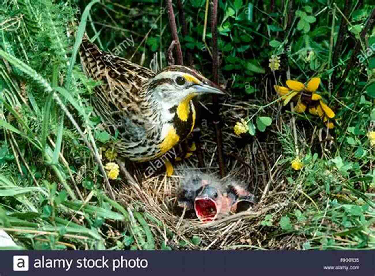 Meadowlark Nest Hidden Among Tall Grass In Search Of Meadowlarks: Birds Farms And Food In Harmony With The Land