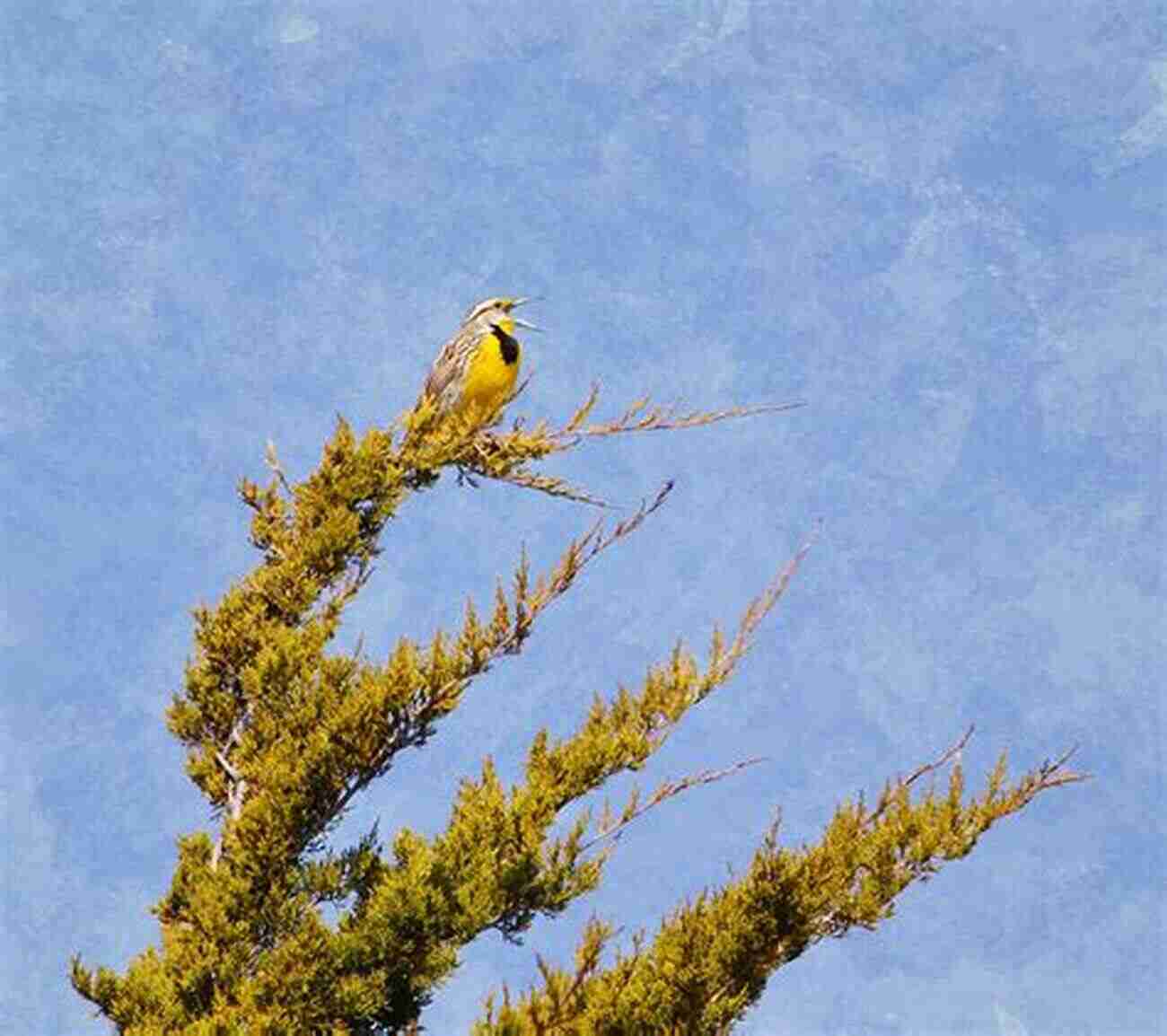 Meadowlarks Bid Farewell With A Serenade At Sunset In Search Of Meadowlarks: Birds Farms And Food In Harmony With The Land