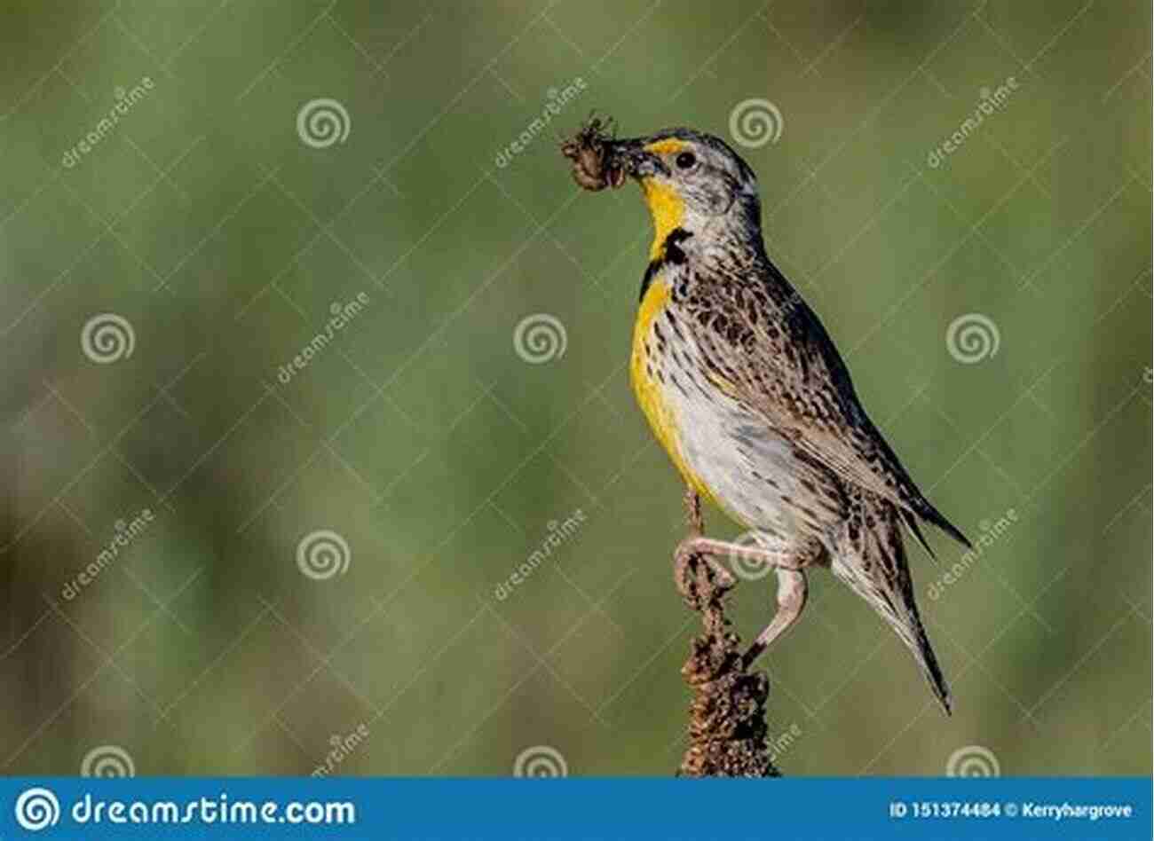 Meadowlarks Feeding On Insects In Search Of Meadowlarks: Birds Farms And Food In Harmony With The Land