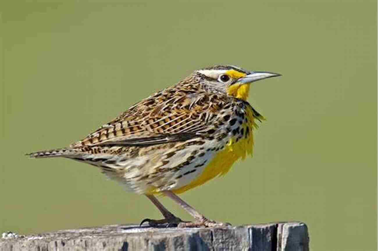 Meadowlarks Majestic Birds Singing At Dusk In Search Of Meadowlarks: Birds Farms And Food In Harmony With The Land