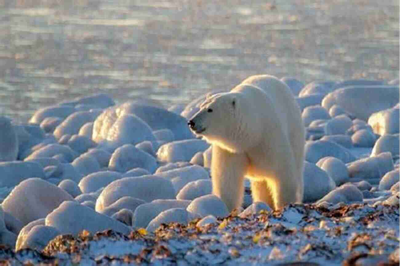 Polar Bear Migration Ice Walker: A Polar Bear S Journey Through The Fragile Arctic