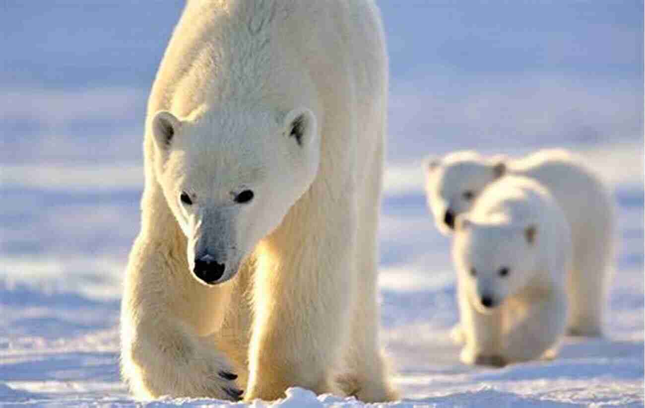 Polar Bear In The Arctic Ice Walker: A Polar Bear S Journey Through The Fragile Arctic