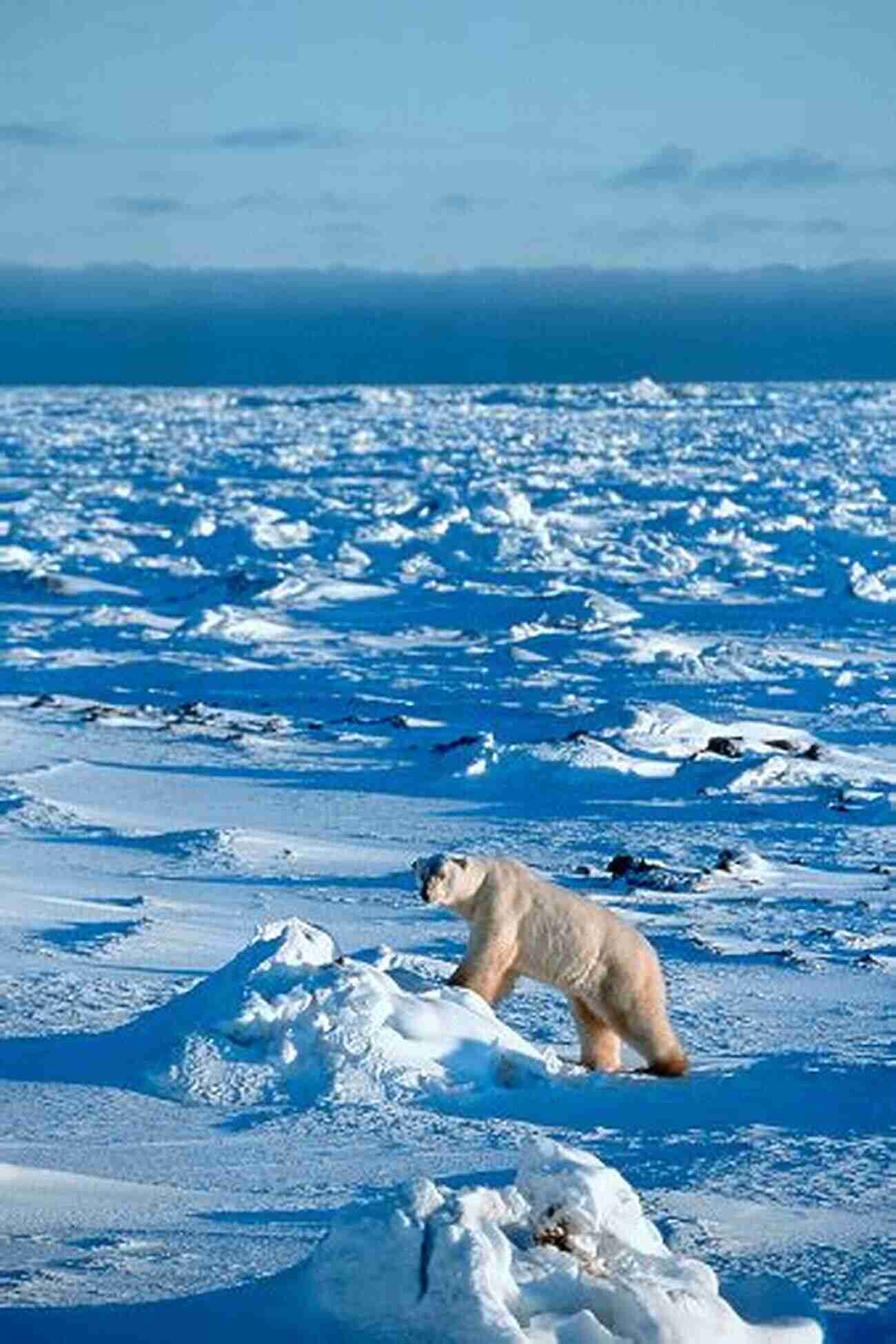 Polar Bear On Icy Landscape Ice Walker: A Polar Bear S Journey Through The Fragile Arctic