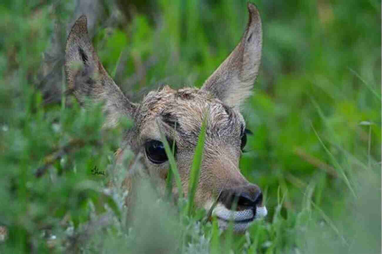 Pronghorn Fawn Hiding In Tall Grass Built For Speed: A Year In The Life Of Pronghorn