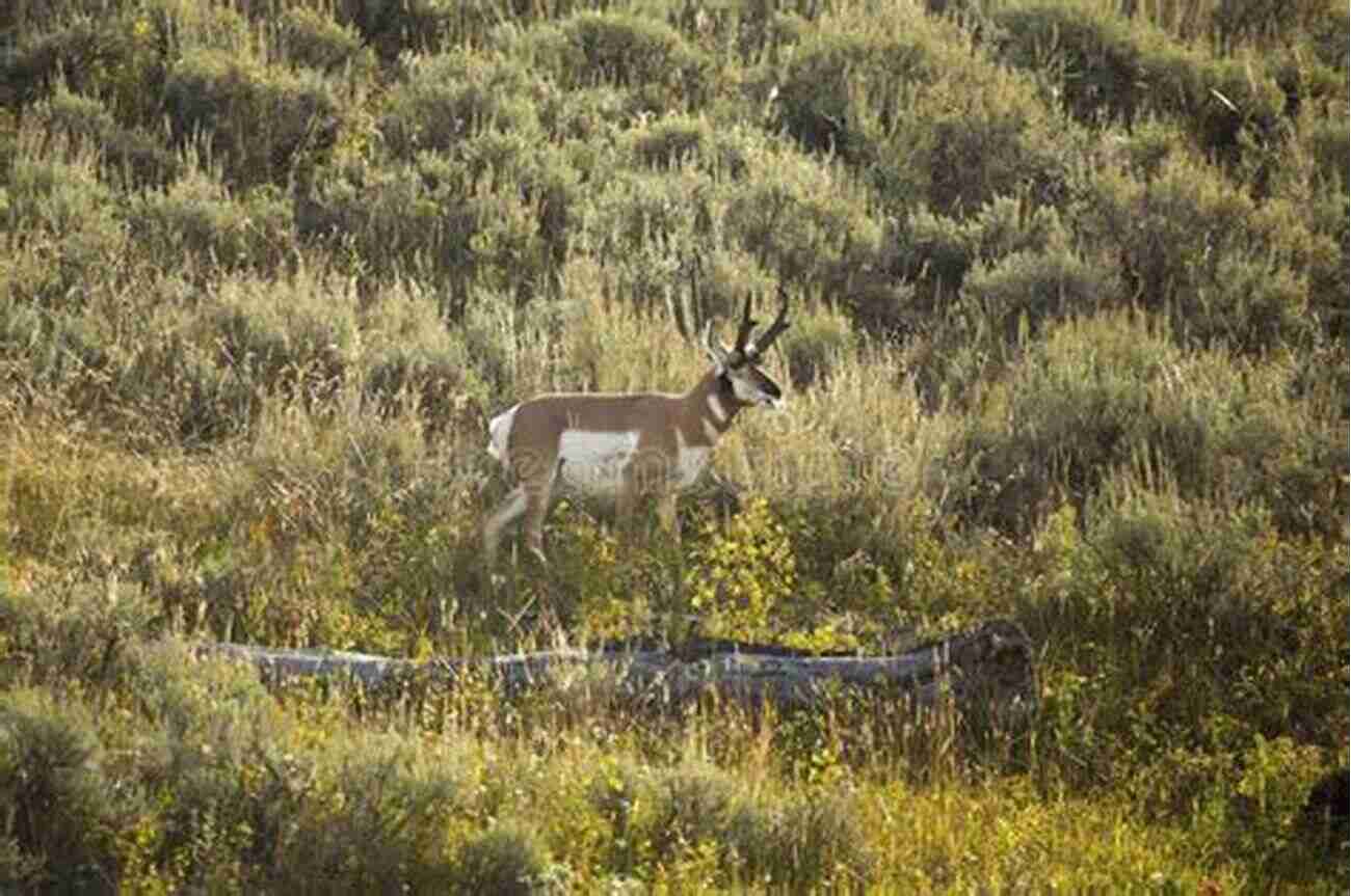 Pronghorn Grazing On A Meadow Built For Speed: A Year In The Life Of Pronghorn