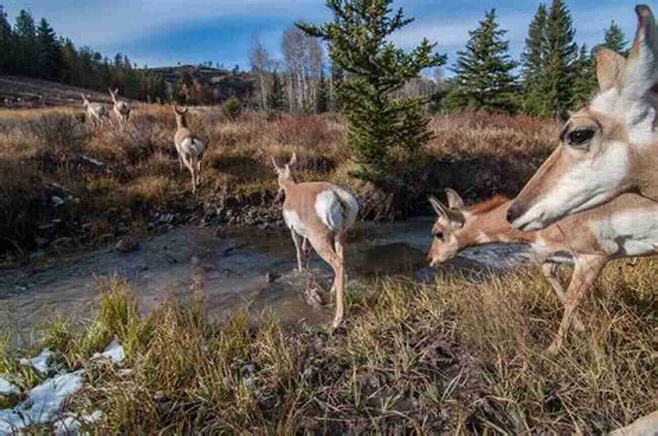 Pronghorn Migrating Across Vast Landscapes Built For Speed: A Year In The Life Of Pronghorn