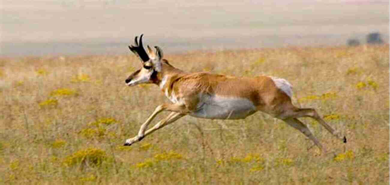 Pronghorn Running Through The Prairie Built For Speed: A Year In The Life Of Pronghorn