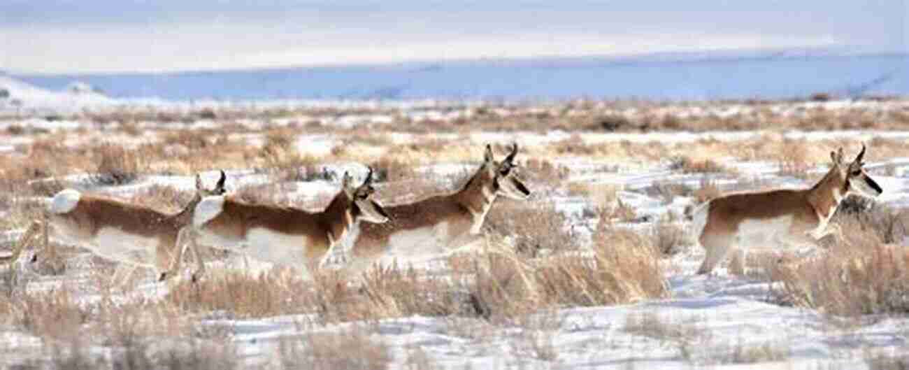 Pronghorn With Snow Covered Horns Built For Speed: A Year In The Life Of Pronghorn