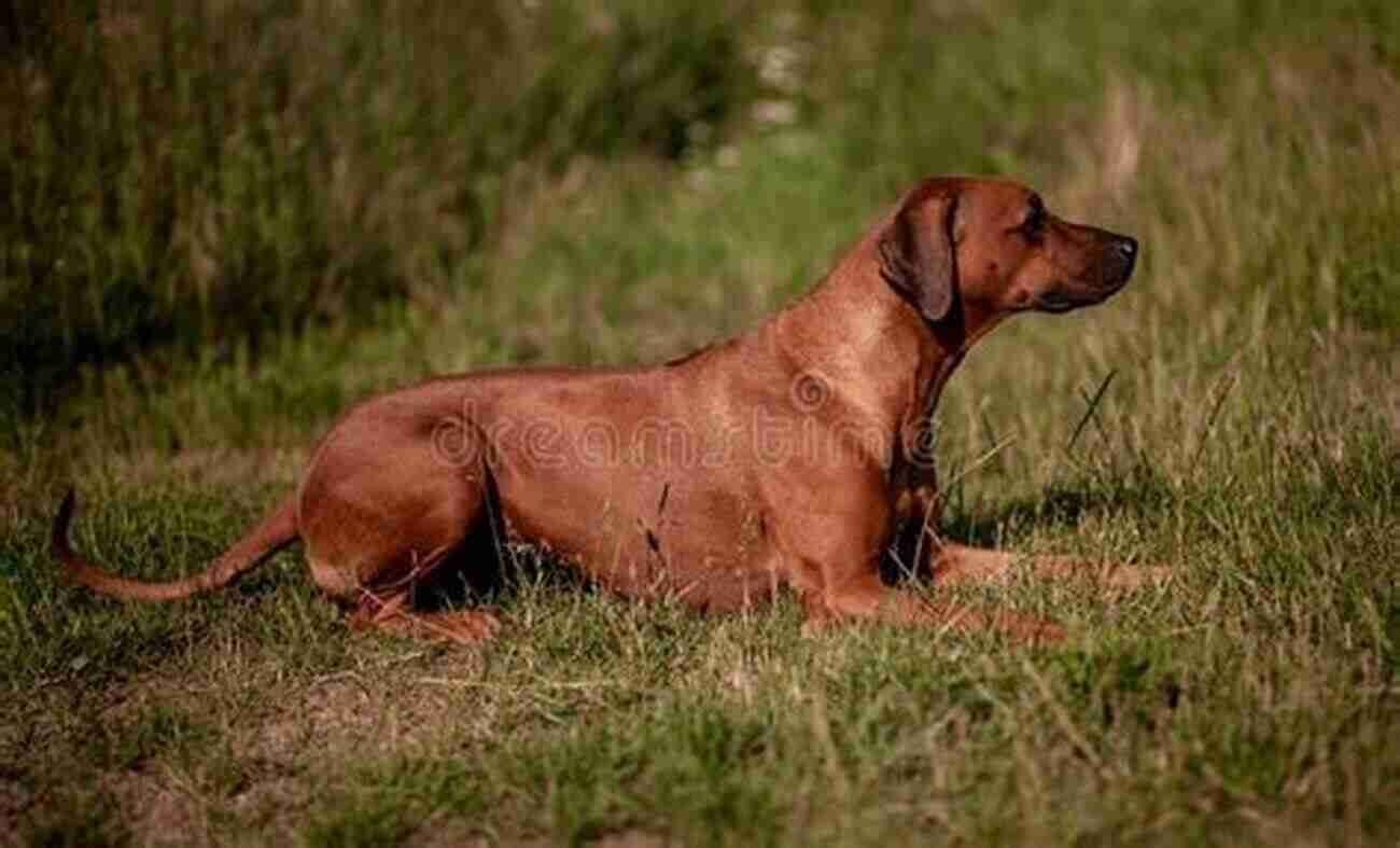 Rhodesian Ridgeback Lying On A Grassy Field The Big Of Rhodesian Ridgebacks