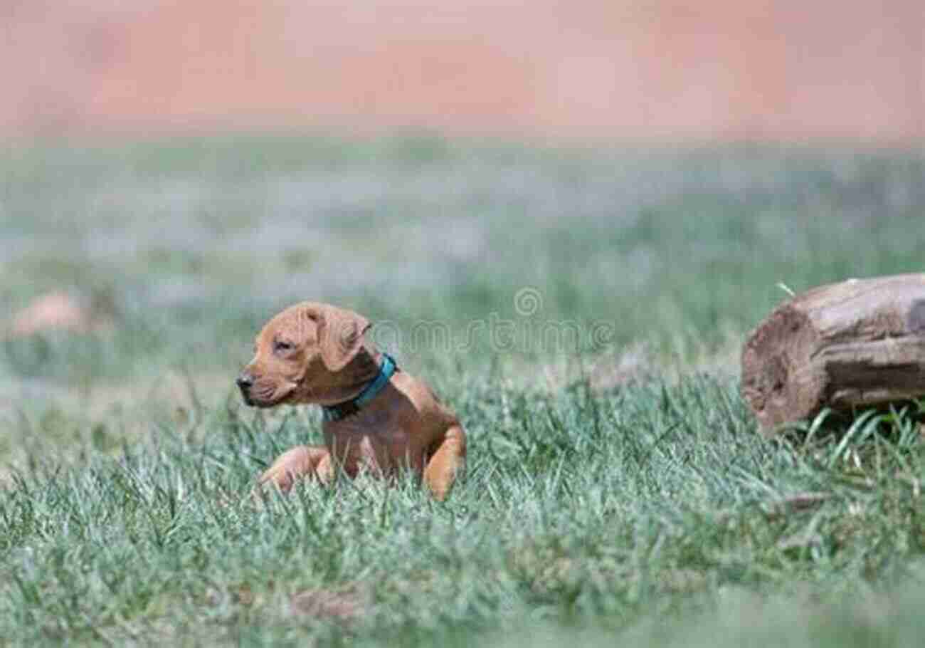 Rhodesian Ridgeback Playing In The Grass The Big Of Rhodesian Ridgebacks