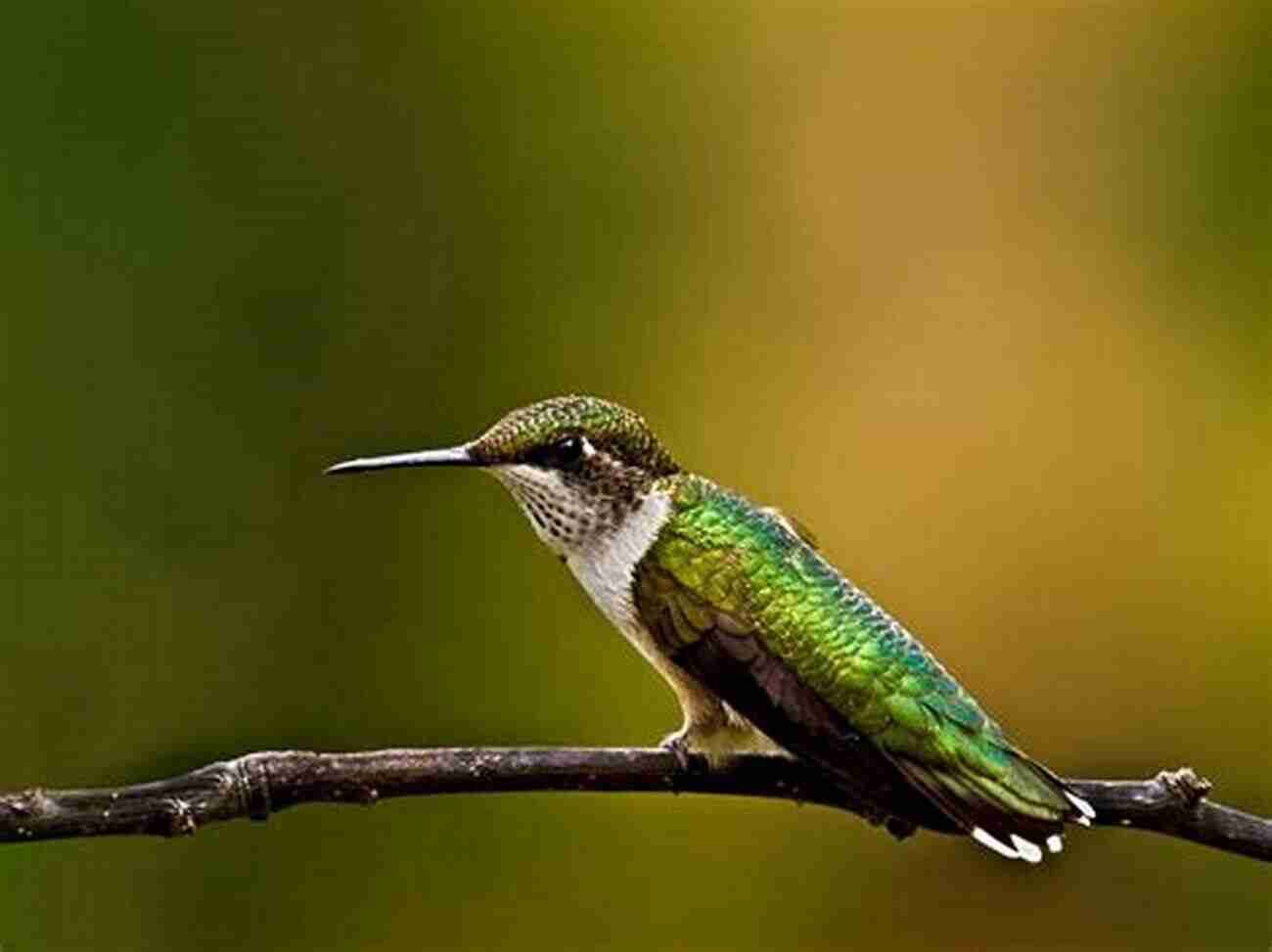 Ruby Throated Hummingbird A Dazzling Male With Vibrant Red Throat Feathers And Iridescent Green Plumage Hummingbirds: A Guide To Every Species