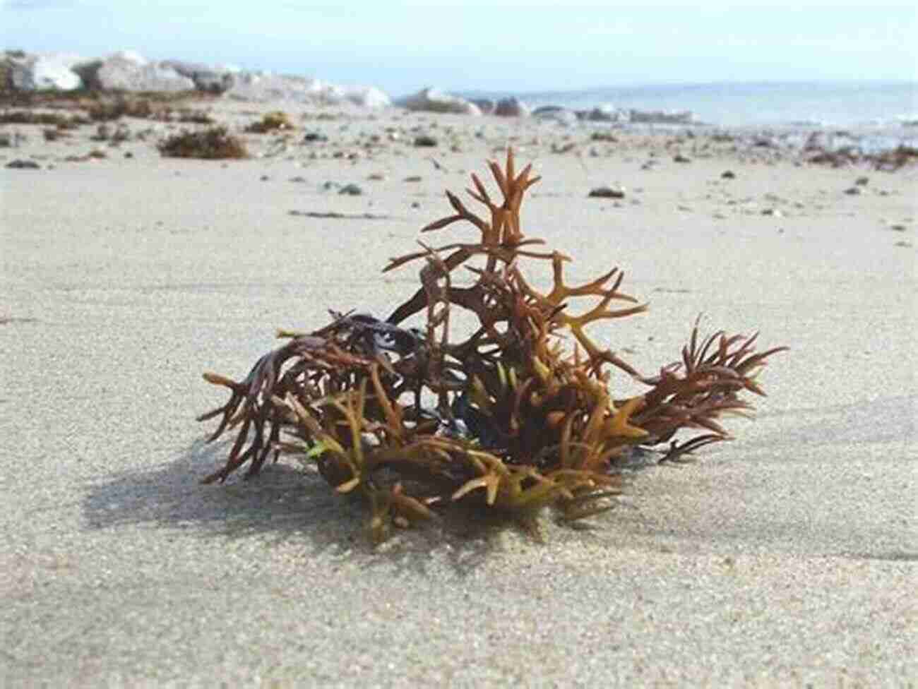 Seaweed A Hidden World Of Wonders Seaweed An Enchanting Miscellany Miek Zwamborn