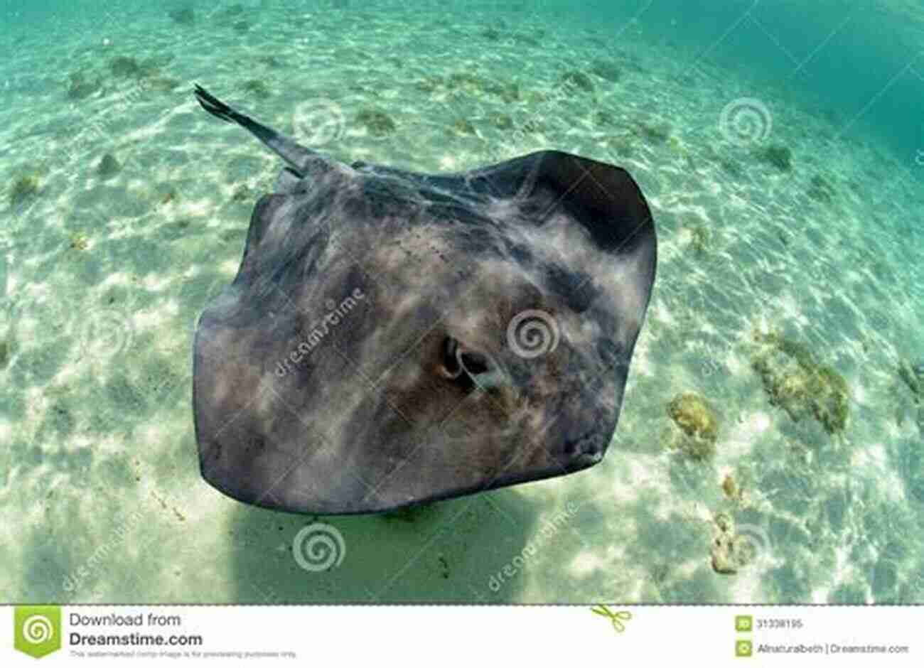 Stingray Aakash Adithya In Its Natural Habitat STINGRAY Aakash Adithya S Amazing Wild Facts