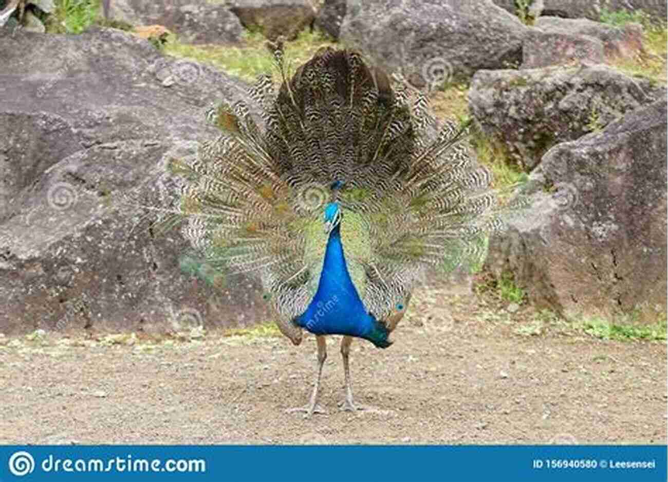 Stunning Peacock Displaying Its Vibrant Plumage SHARKS: Fun Facts And Amazing Photos Of Animals In Nature (Amazing Animal Kingdom 1)