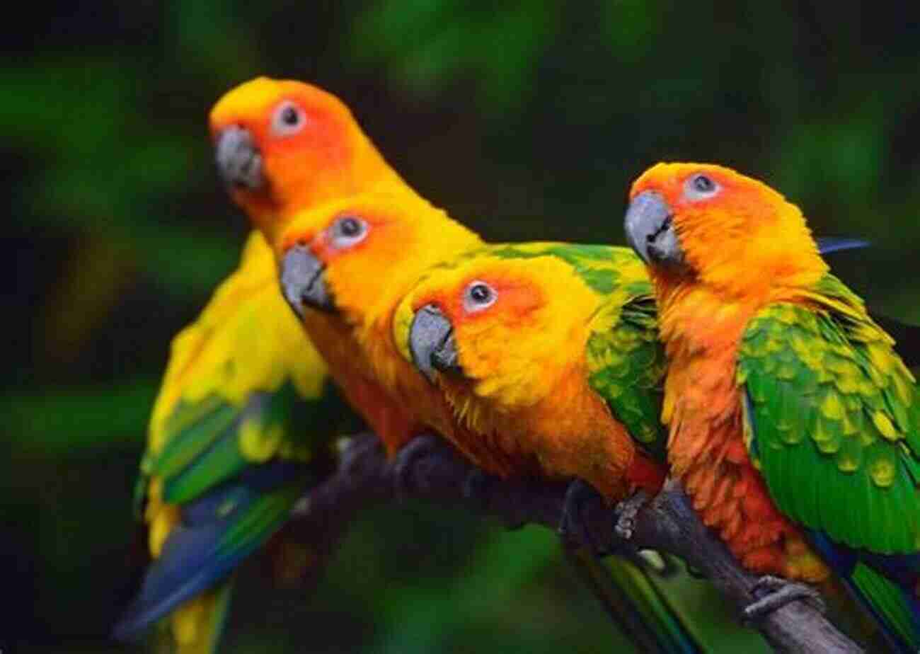 Sun Conure A Colorful And Energetic Pet That Will Brighten Your Life A COMPLETE GUIDE TO SUN CONURE AS PET : A COMPLETE GUIDE TO SUN CONURE AS PET: Facts And Information On Diet Breeding Exercise Lifespan Caging And More