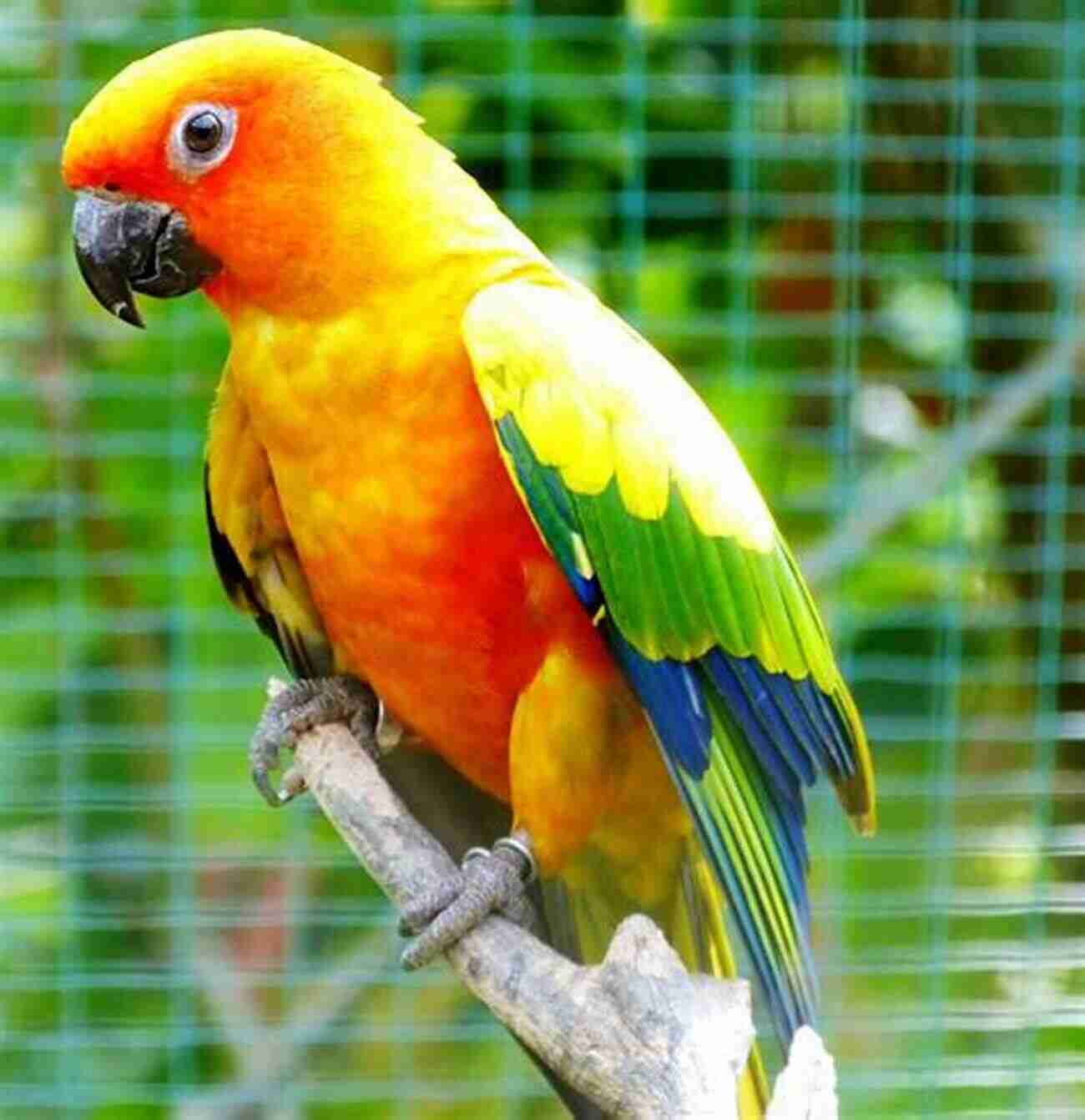 Sun Conure A Vibrant And Playful Addition To Your Family A COMPLETE GUIDE TO SUN CONURE AS PET : A COMPLETE GUIDE TO SUN CONURE AS PET: Facts And Information On Diet Breeding Exercise Lifespan Caging And More