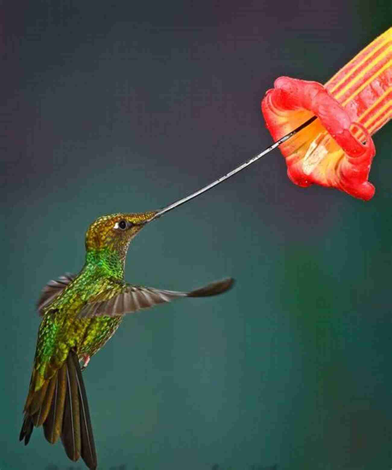 Sword Billed Hummingbird A Fascinating Bird With An Elongated Beak Longer Than Its Body Hummingbirds: A Guide To Every Species