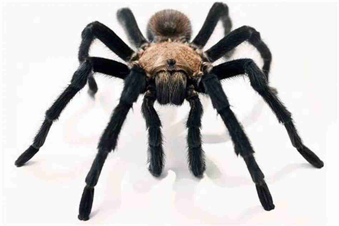 Tarantula Spider TARANTULA SPIDER GUIDE FOR BEGINNERS: The Complete Guide To Understanding A Tarantula Spider As Pet